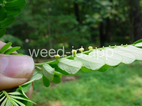 leafflower